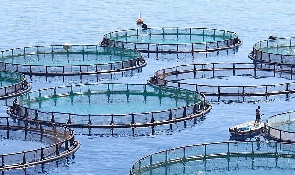 Türkiye’de ihracatın yıldız sektörlerinden biri Su ürünleri oldu