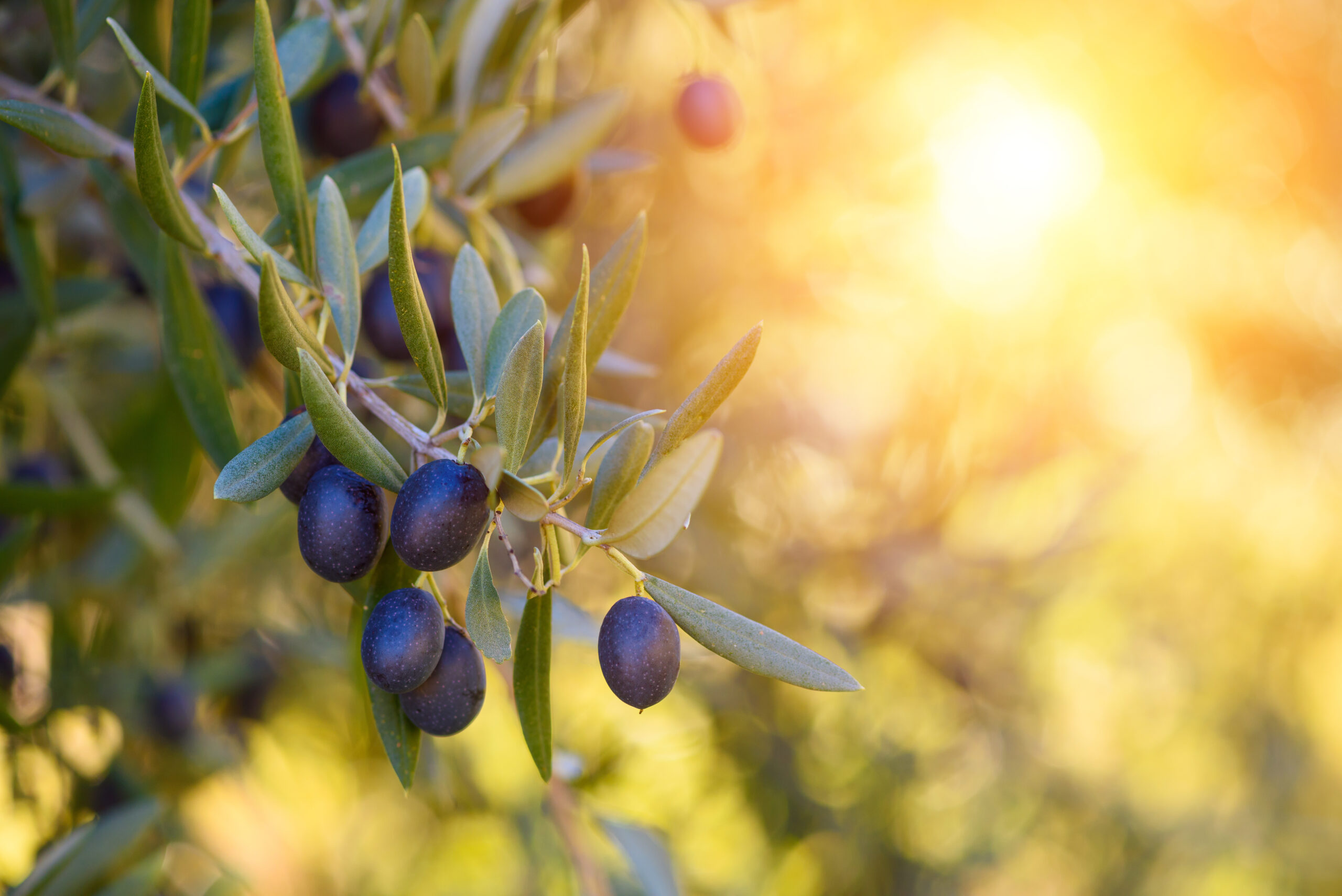 2002 yılında 90 milyon civarı olan zeytin ağaçları bugün 177 milyon seviyelerine çıktı