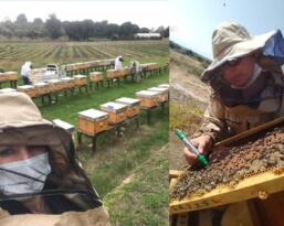 İzmir’de arı ırkı ıslah projesi ve Efe Arısı üretim çalışmaları devam ediyor