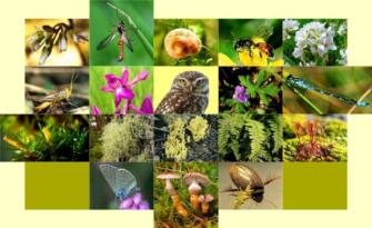 ‘Biyolojik çeşitliliği korumak artık bir tercih değil, zorunluluk’