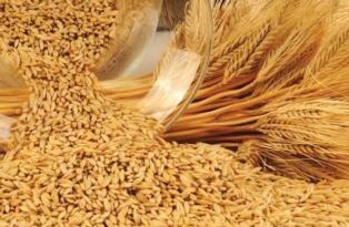 Türkiye’ nin ‘yerli’ buğdayına özel sektörden destek