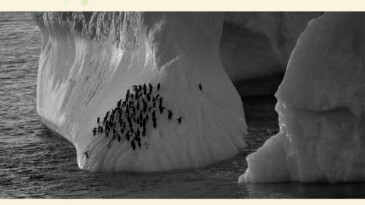 Çevre” konulu uluslararası fotoğraf yarışması sonuçlandı