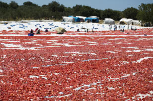 kuru domateste, Türkiye 100 milyon dolar ihracata koşuyor