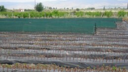 MANİSA BAĞCILIK ARAŞTIRMA ENSTİTÜSÜ