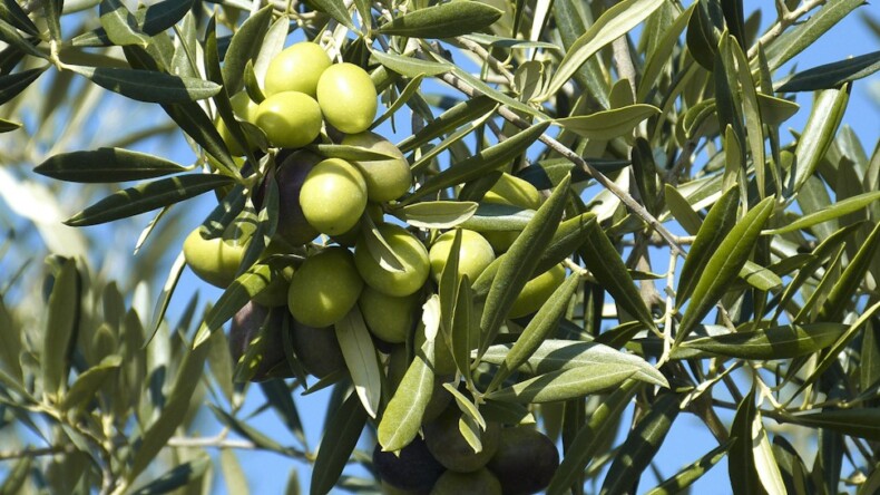 Sofralık zeytin ihracatında rekor!