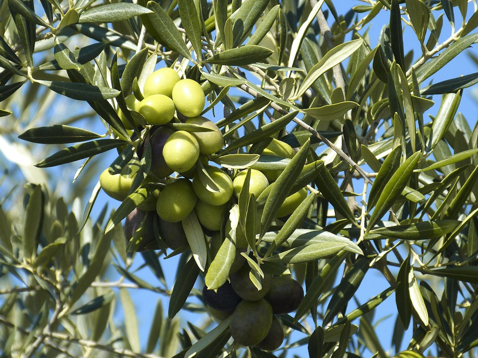 Sofralık zeytin ihracatında rekor!