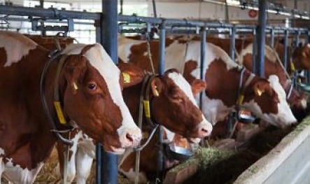 Tarım Bakanlığı 500 bin baş sığır ithalatı için ilana çıktı