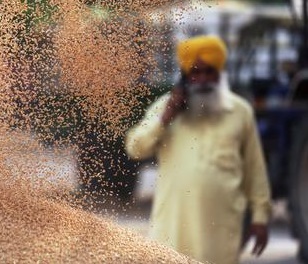 Hindistan şeker ihracını daraltıyor!