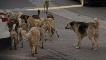 Eskimeyen tartışma: Ne olacak bu köpekler?