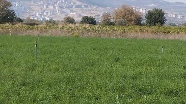 KIRMIZI PAZARTESİ (2) -TEHLİKE KAPIDA-