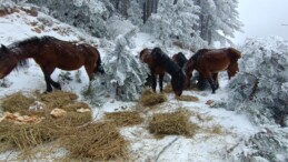 Spil’in 1517 metre zirvesindeki yılkı atlara yem desteği….