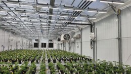 Tıbbi Kenevir Üretiminde Yeni Dönem Başlıyor