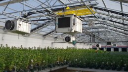 Tıbbi Kenevir Türkiye’de Birçok Sektörü Güçlendirecek