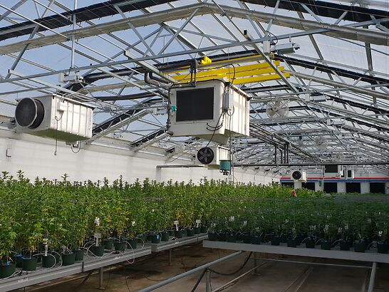 Tıbbi Kenevir Türkiye’de Birçok Sektörü Güçlendirecek