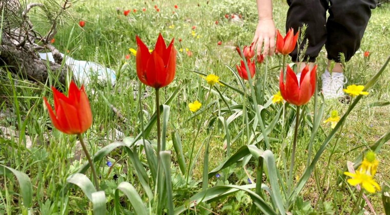 Yüzlerce öğrenci O laleleri yerinde fotoğraflamak için Spil’e akın etti…