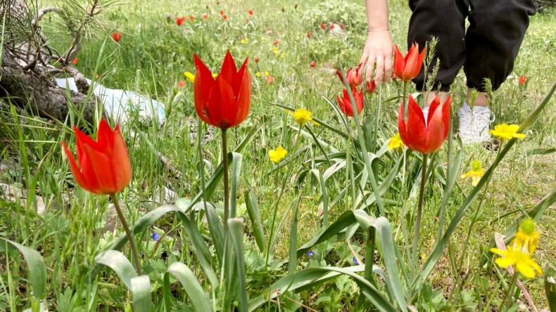 Yüzlerce öğrenci O laleleri yerinde fotoğraflamak için Spil’e akın etti…