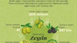 Türkiye’nin Zeytin Haritası Açıklandı: Manisa Zirvede