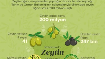 Türkiye’nin Zeytin Haritası Açıklandı: Manisa Zirvede
