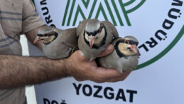 Yozgat’ta 18 yılda 216 bin kınalı keklik doğaya salındı