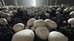 Devletten aldığı hibe desteğiyle üretime başladı!