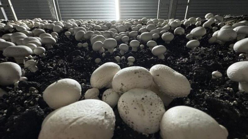 Devletten aldığı hibe desteğiyle üretime başladı!