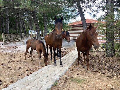 On binler Serinlemek İçin Spil’e aktı!