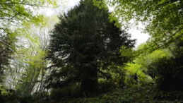 Dünyadaki en yaşlı 5 ağaçtan biri Türkiye’de