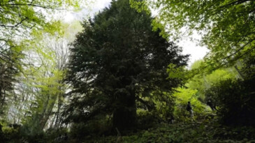 Dünyadaki en yaşlı 5 ağaçtan biri Türkiye’de