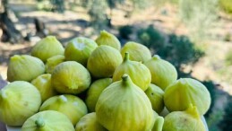 Manisa Su Platformu’ndan Tarım Üretiminde Önemli Uyarılar