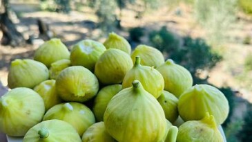 Manisa Su Platformu’ndan Tarım Üretiminde Önemli Uyarılar