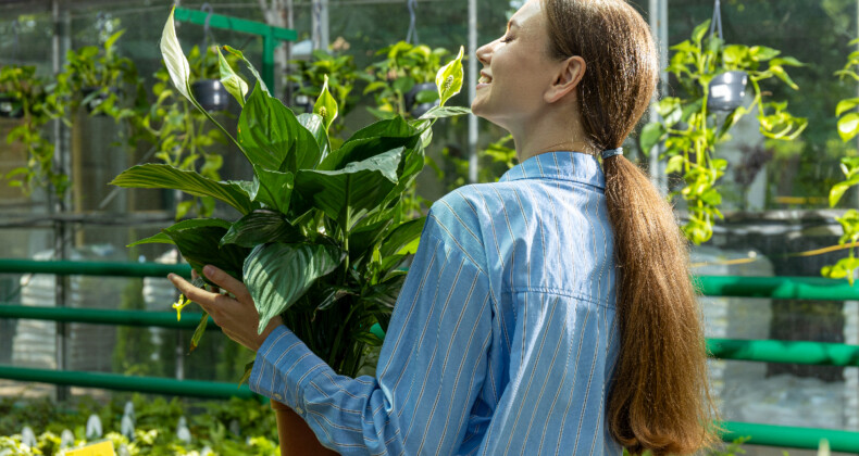 Evdeki hijyen destekçileri: Nemi ve havayı temizleyen 5 bitki