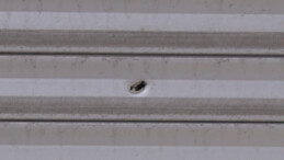 İstanbul’da haraç vermeyi reddeden eczaneyi kurşunladılar