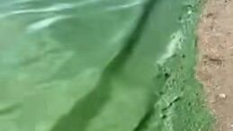 Demirköprü Barajında kritik su seviyesinin altında algler arttı!