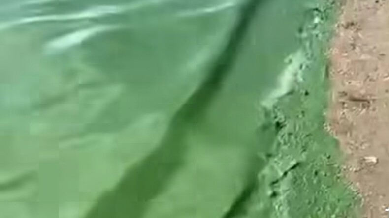 Demirköprü Barajında kritik su seviyesinin altında algler arttı!