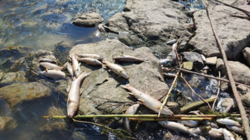 Ceyhan Nehri’nde kirlilik: Balıklar telef oldu