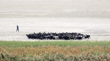 Isparta’da suyu çekilince ikiye bölünen Eğirdir Gölü, hayvanların otlağı oldu
