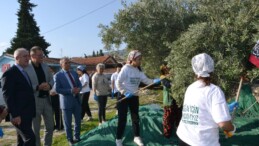 İmece usulü zeytin hasadı….