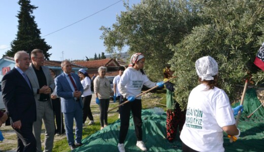 İmece usulü zeytin hasadı….