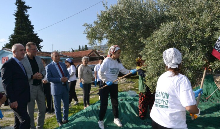 İmece usulü zeytin hasadı….