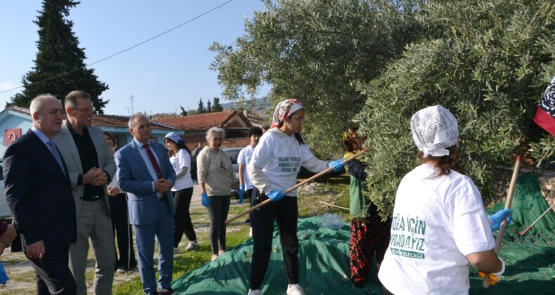 İmece usulü zeytin hasadı….