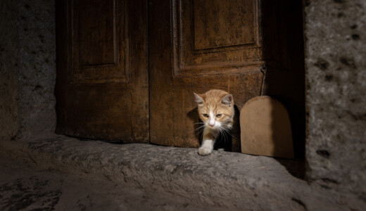 Topkapı Sarayı’nın “Kedi Kapısı” yeniden hayat buldu
